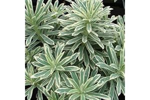 GARDENERSDREAM Euphorbia Silver Swan Spurge Evergreen Flowering Perennial Garden Plants in Plant Pot (9cm Pot, 15-30cm)