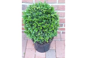 PFLANZEN BÖRING 2 Eiben - Kugel, Eibe (Durchmesser: 30-35 cm), Taxus baccata + Dünger