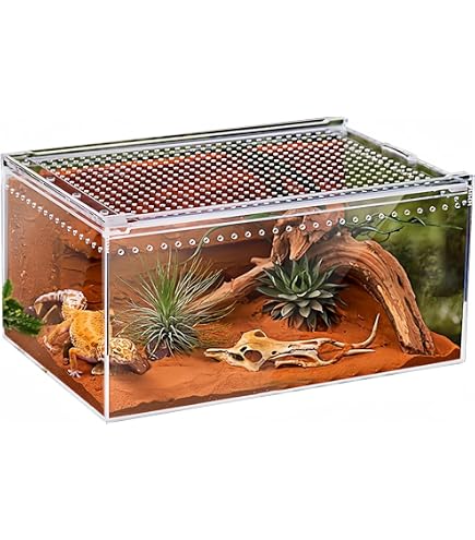 Boîte Terrarium Insectes Plastique 11x11x11 Cm – Élevage Araignée Mante – Couvercle Sécurisé – Cage Observation Transparente – Étude