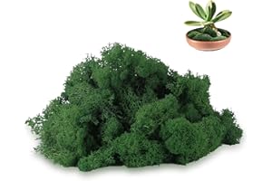 Ryvera Musgo islandés para manualidades, musgo en 5 diferentes 200 g para imágenes de musgo, naturaleza, auténtico, conservado, musgo artificial para manualidades, decoración, decoración de musgo