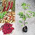 Golden Bloom Thai Grafted Sweet Red Tamarind Plant, Sweet Imli Tree (Height 1-2 FT) Fruit & Tree (In Just Under 1.5-2 Years u Get Fruits)