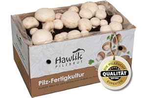Hawlik Pilzbrut Weiße Champignon Pilze züchten – Kleines Probierset für den kinderleichten Anbau zu Hause – Hohe und schnelle Ernteerträge – Kein Zubehör notwendig - Ideal für Kinder & Gartenfreunde