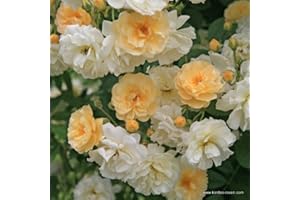 KÜHR BAUM- U. ROSENSCHULEN Ramblerrose Ghislaine de Feligonde im 7 Liter Rosentopf