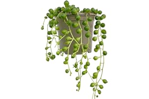 CLOUDS HILL SUCCULENTS Real Live String of Pearls Plant (Senecio rowleyanus) 8cm Pot 15cm Long Trails Hanging Succulent House Plant (8cm Plastic Pot)