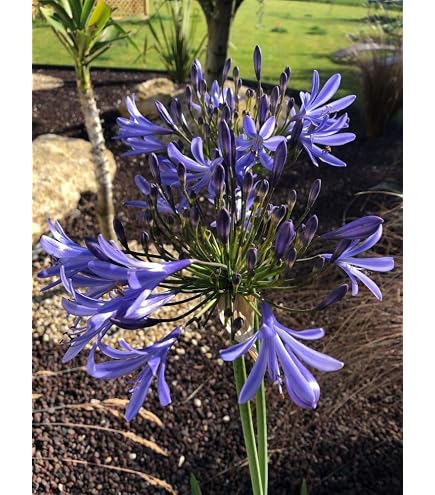 Graines D’Agapanthe Blanche ‘Umbellatus White Umbrella’ – Sachet D’environ 20 Graines - 13