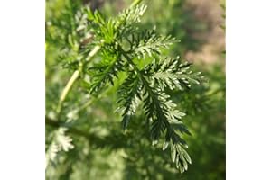 Benoon 50 paia di semi di piante d'artemisia Annua fresche resistenti al calore, ecologiche, per il giardino a casa e il pianturismo