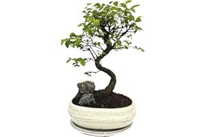 BONSAI LT Bonsai Baum mit Keramik Blumentopf - Chinese elm mit Felsen- ca. 8 Jahre (20 cm Schale, ca. 8 Jahre)