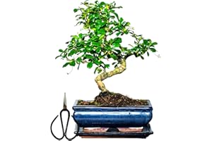 BONSAI LT Bonsai Baum mit Keramik Blumentopf ca. 25-35cm hoch, Untersetzer und Schere - Bonsai-Geschenkset - (20 cm Schale ca. 8-9 Jahre, Bonsai Chinese Carmona)