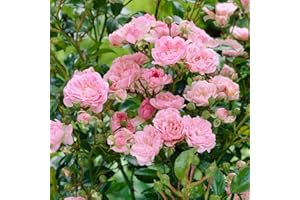 YOUGARDEN You Garden - Polyantha Rose 'The Fairy Pink' in a 15cm Pot, Double Pink Flowers, Ready to Plant Out Rose Bush Shrub