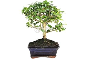 Bonsai - Carmona, 5 Años (Bonsai Sei - Carmona)