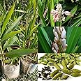 Natura GreenHouse Live Green Cardamom/Choti Elaichi Plant Elaichi Tree