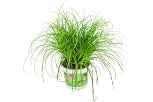 ZynesFlora Cyperus Zumula Lot de 1 véritable herbe à chat - Ø 12 cm - Hauteur : 25-30 cm - Plante comestible pour chats