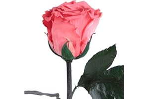 ‎ROSEMARIE SCHULZ HEIDELBERG Infinity Rose Korall-Rot - echte Rose mit Stiel konserviert 45-50cm lang haltbar 3 Jahre - rote Deko Geschenke für Freundin zum Geburtstag Frauen Geschenke für Sie (Korall)