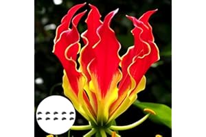 Benoon Semillas De Lirio De Llama, 10 Piezas/Bolsa Semillas De Lirio De Llama Gloriosa Garland Adornos Semillas De Flores De Ventana De Oficina Perenne Para Balcón Semillas