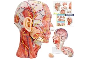 EVOTECH SCIENTIFIC Media Cabeza Humana, Modelo Neurovascular Superficie Con Musculatura, Modelo De Cabeza Anatómica De Tamaño Vida, Cráneo Y Cerebro Para Las Enseñanzas Médicas, Mew