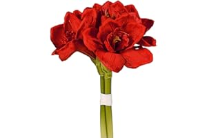 HEG HANDELSGESCHAFT MBH Amaryllis-Bund 3Stiele 32cm ro