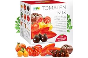EWL Naturprodukte Tomaten Anzuchtset Indoor Garten 6 seltene alte Sorten Samen Geschenkset Tomaten Anzucht Tigerella Schwarze u. Gelbe Kirschtomate Schwarze Krim Ochsenherz Andenhorn