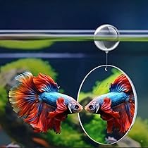 thumbnail image 2 of Betta Fish Training Kit - Betta Fish Tricks Toy, Agility Hoop 2 of 9