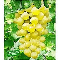 BALDUR Garten Kernlose Tafel-Trauben 'New York®', 1 Pflanze, Weinreben, Vitis vinifera