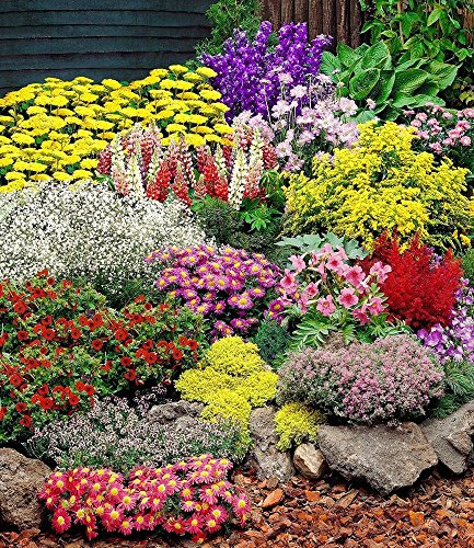 BALDUR-Garten Großer Staudengarten, Stauden-Sortiment, Staudenbeet 14 Pflanzen Schafgarbe gelb, Edelrittersporn, Witwenblume, Gartenlupine, Frauenmantel, Schleierkraut, Kissenaster, Freilandgloxinie, Prachtspiere, Fingerkraut, Mauerpfeffer, Roter Thymian u - 2