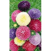 Leafy Tales Aster- Flower Seeds for Balcony Gardening, 100 seeds