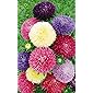 Leafy Tales Aster- Flower Seeds for Balcony Gardening, 100 seeds
