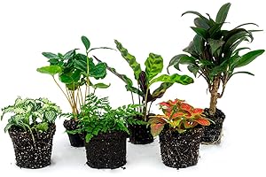 URBANJNGL Kit de Plantes de Terrarium - Jungle Boost - 6 Plantes