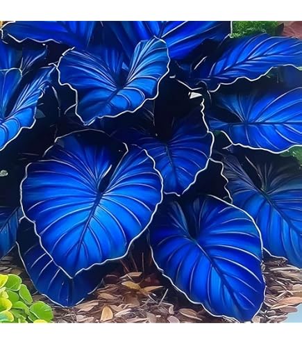 Elefantenohr Zwiebel Mysterise Magische Glhbirne Elefantenohr  Blumenzwiebel  Winterharte Mehrjhrige Knolle Mix
