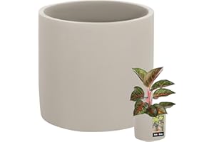 KOTARBAU® Maceta cilíndrica grande de cerámica, color gris, 16 cm de diámetro, 15 cm de altura, 1,43 kg, para interiores y exteriores, con aspecto de hormigón mate, jardinera