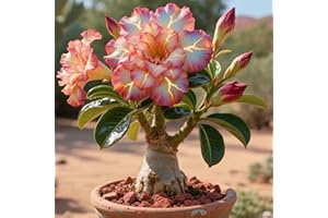 IOUPLIUKDF La rosa del desierto florece fácilmente durante toda la temporada sin necesidad de mantenimiento-1tubérculos-B