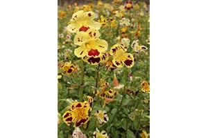 WASSERPFLANZEN WOLFF- 2er-Set - winterhart! - Mimulus tigrinus - getigerte Gauklerblume, gelb-rot gefleckt - Uferpflanze - winterhart Teichpflanze