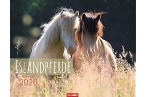 Islandpferde Kalender 2026: Fotokalender mit Porträts der charaktervollen Pferderasse. Großer Wandkalender von Sabine Stuewer. 44 x 34 cm Querformat (Tierkalender Weingarten)