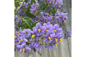 CARBETH PLANTS Solanum Glasnevin (Chilean Potato Tree) in 9cm Pot - Semi Evergreen with Lovely Purple Flowers (1 Plant)