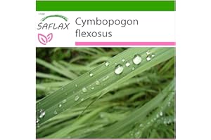SAFLAX - Pasto limón - 50 semillas - Con sustrato estéril para cultivo - Cymbopogon flexosus