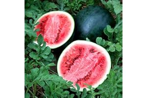 Watermelon Plants, Ready for The Garden. 'Sugar Baby'. Picnic Melon. Early, Productive Grower. Extra Large Plug Plant x 6. Available from Bedwen Plants.