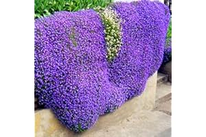 Saterkali Semi di crescione, 300 Pezzi Tappeto tappezzante da Giardino Tappeto perenne Fiore Pianta Decor Semi di crescione di Roccia Viola Chiaro Semi di crescione