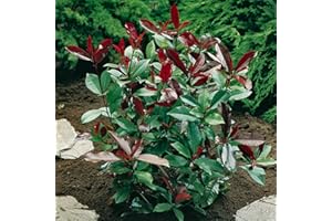 YOUGARDEN You Garden - 1 x Photinia Shrub 'Red Robin' in a 2L Pot - Evergreen Shrubs & Bushes for Gardens Perfect for Pots, Bedding or Borders - Compact Photinia Plant for Outdoor Gardens, Garden Ready Plants