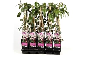 BLUMEN-SENF Immergrüne Clematis Armandii 'Apple Blossom' – Kletterpflanze 60-80 cm | Winterhart, Duftend & Schnellwachsend für Sichtschutz & Pergola
