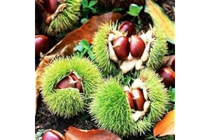 FLOWER FIELD STORY 10 Piezas Castaña Semillas Castanea Dentata Chinkapin Nueces Árboles Altos Plantación En Patio Al Aire Libre Granjas De Alto Rendimiento Fácil De Germinar