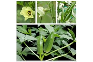 HUA XIAN ZI Semi di gombo (biologico) -Corno di mucca Clemson Heirloom Non OGM 25+ semi Okra Garden (verde)