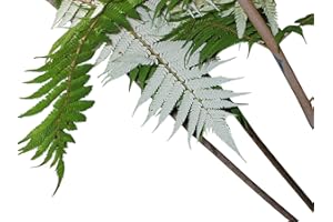 SAMENCHILISHOP Silber-Baumfarn -Cyathea dealbata- 25 Samen/Sporen