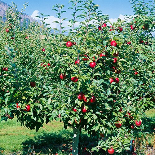 Apfel Cox Orange, Busch, 1 Pflanze