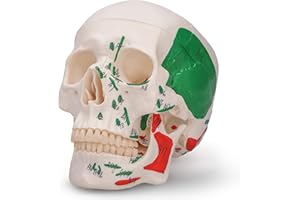 AURALIA MEDICAL GROUP Human Skull Anatomy Model Life Size Functional Jaw Anatomical Skull Model for Teaching