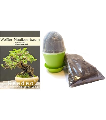 Seedeo Bonsai Anzuchtset Blauregen (Wisteria sinensis blue) : Amazon.de:  Garten