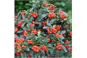 GUOML GEOPONICS 30 Pyracantha Pyracantha Fortuna Roaceae graines ~ Chri » Garden