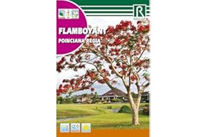ROCALBA Semillas de Flamboyant Ponciana regia