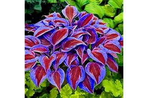 Haloppe 200 Pz Colore Misto Hosta Fiori Piante Semi per la Piantagione del Giardino di Casa, Semi di Hosta Plantaginea Piantaggine Profumata Pianta Decorativa Bonsai Viola