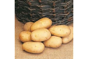 YOICN LTH 8 x Seed Potatoes Maris Piper- Versatile All Rounder- Excellent Taste- RHS Award Recipient- for Your Beautiful Garden