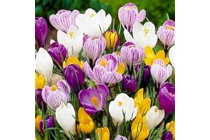 DUTCH BULBS EXCLUSIVE PLANTS FROM HOLLAND Mezcla de bulbos de crocus gigante, 50 unidades, mezcla de 5 variedades de Holanda, bulbos/flores de crocus verdaderamente resistentes al invierno y perennes para jardín.