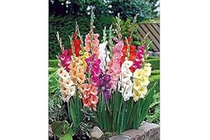 FLOWER FIELD STORY 15 piezas de bulbos de gladiolos de floración grande mezclados Valor estupendo Combinación de colores elaborada adaptabilidad fuerte No necesita mucho cuidado Flor ornamental llamativa